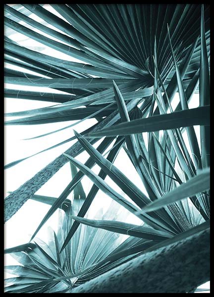 Bismarck Palm No1 Poster no grupo Posters  / Bot�nico em Desenio AB (10128)