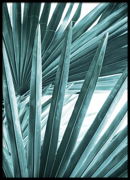 Bismarck Palm No2 Poster no grupo Posters  / Bot�nico em Desenio AB (10129)