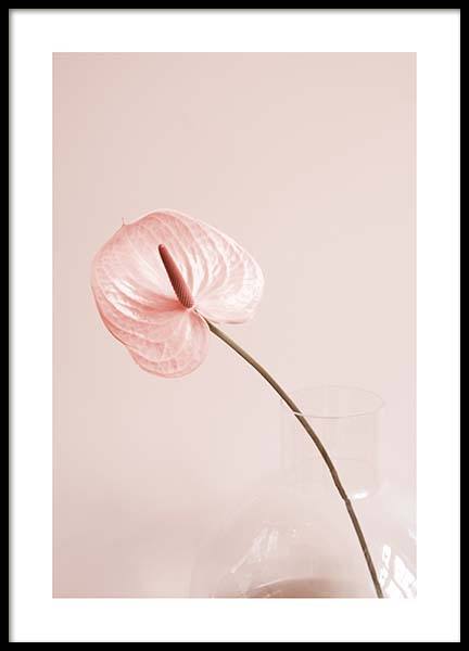 Pink Anthurium No1 Poster no grupo Posters  / Bot�nico em Desenio AB (10209)