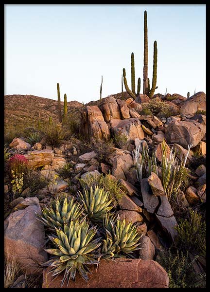 Baja Desert Poster no grupo Posters  / Natureza / Tropical em Desenio AB (10225)