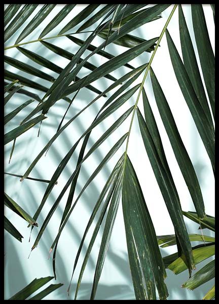 Palm Leaves Shadow No1 Poster no grupo Posters  / Bot�nico em Desenio AB (10284)