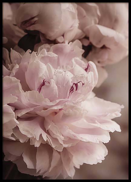 Blooming Peony Poster no grupo Posters  / Bot�nico em Desenio AB (10561)