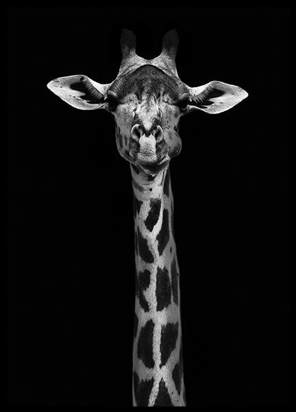 Giraffe on Black Poster no grupo Posters  / Animais em Desenio AB (10619)