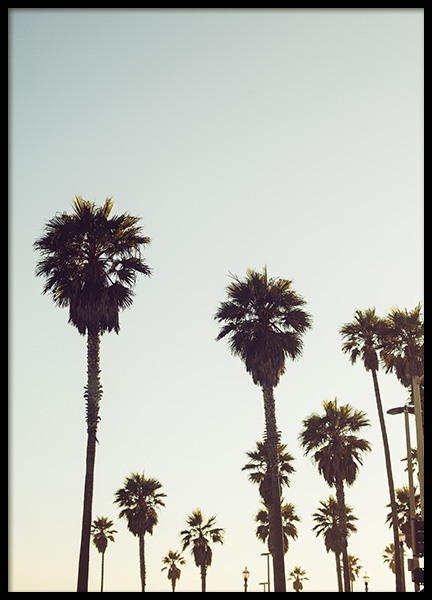 Palm Trees in California Poster no grupo Posters  / Natureza / Tropical em Desenio AB (10627)