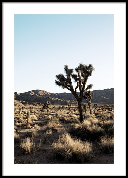 Joshua Tree National Park Poster no grupo Posters  / Natureza / Desertos em Desenio AB (10798)