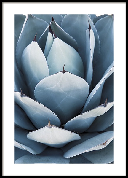 Blue Agave No2 Poster no grupo Posters  / Bot�nico em Desenio AB (10830)