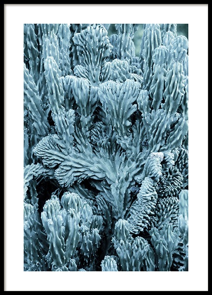 Blue Cactus Poster no grupo Posters  / Bot�nico em Desenio AB (10832)