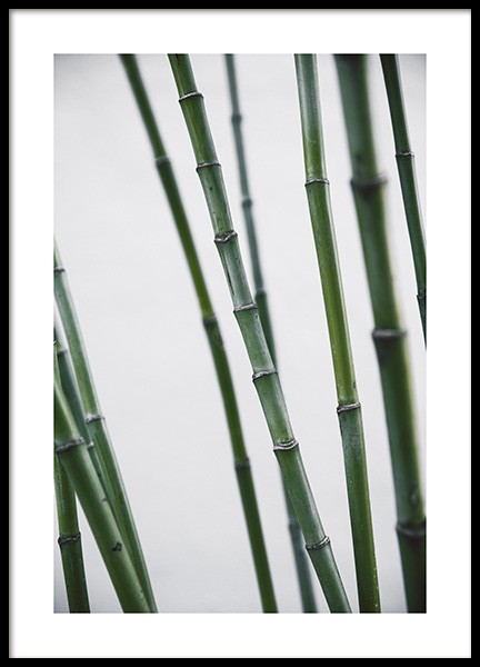 Bamboo Poster no grupo Posters  / Bot�nico em Desenio AB (10859)