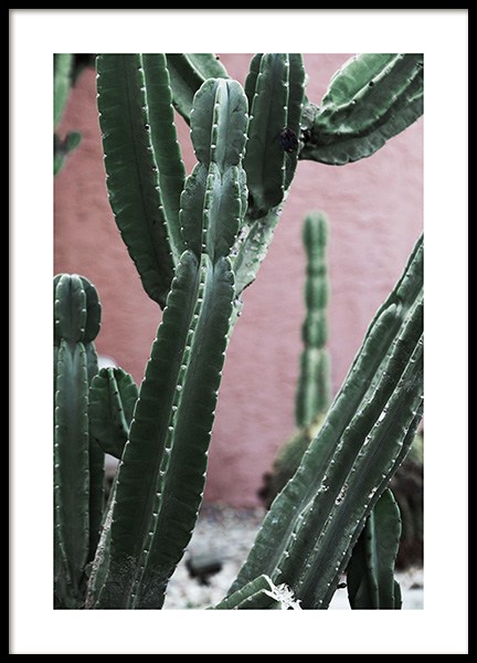 Pink and Green Cactus Poster no grupo Posters  / Bot�nico em Desenio AB (10950)