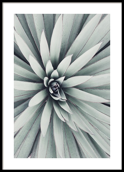 Spanish Dagger Leaves Poster no grupo Posters  / Bot�nico em Desenio AB (10984)