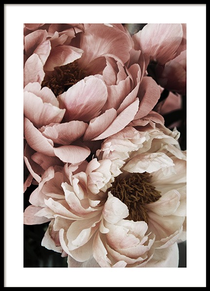 Coral Sunset Peony Poster no grupo Posters  / Arte fotográfica em Desenio AB (10988)