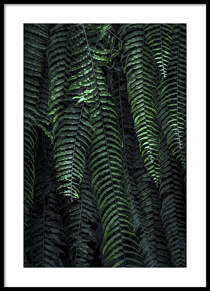 Forest Fern Poster no grupo Posters  / Bot�nico em Desenio AB (11000)