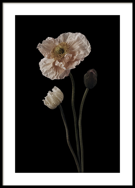 Poppies on Black No1 Poster no grupo Posters  / Bot�nico em Desenio AB (11174)