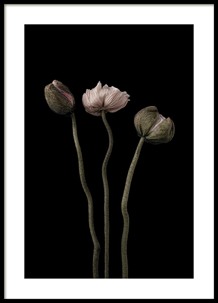 Poppies on Black No3 Poster no grupo Posters  / Bot�nico em Desenio AB (11176)