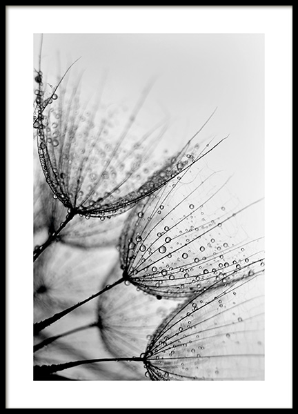 Dandelion Drops Poster no grupo Posters  / Bot�nico em Desenio AB (11180)