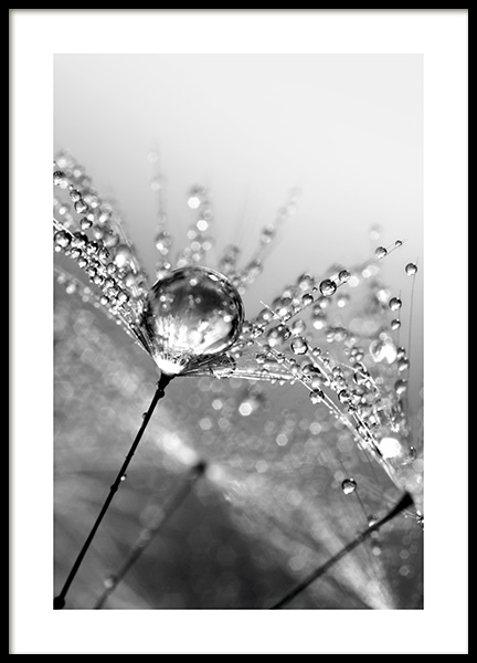 Dandelion Dew Poster no grupo Posters  / Bot�nico em Desenio AB (11183)