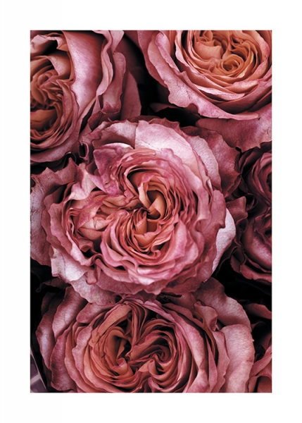 Roses Close Up Poster no grupo Novidades em Desenio AB (11185)