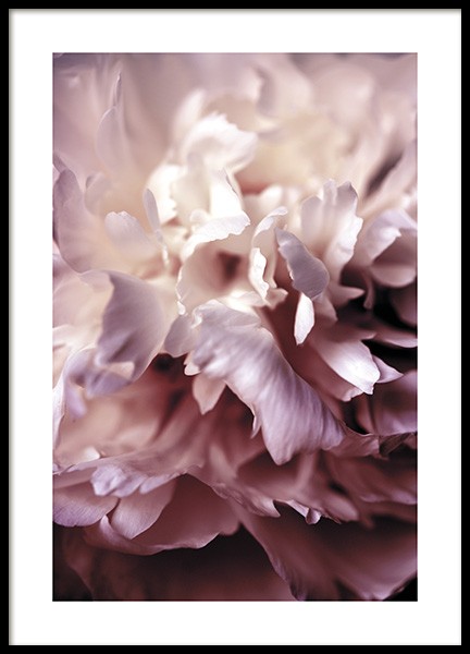 Peony Close Up Poster no grupo Novidades em Desenio AB (11186)