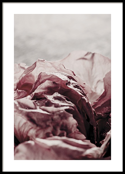 Wilted Rose Close Up Poster no grupo Novidades em Desenio AB (11187)