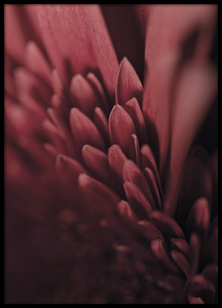 Burgundy Flower Close Up Poster no grupo Novidades em Desenio AB (11188)