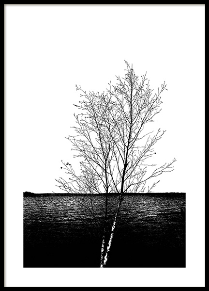 Birch Poster no grupo Posters  / Natureza em Desenio AB (11217)