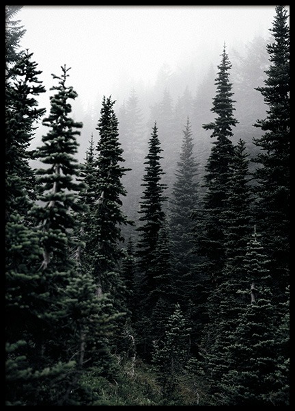 Foggy Woods Poster no grupo Posters  / Natureza em Desenio AB (11254)