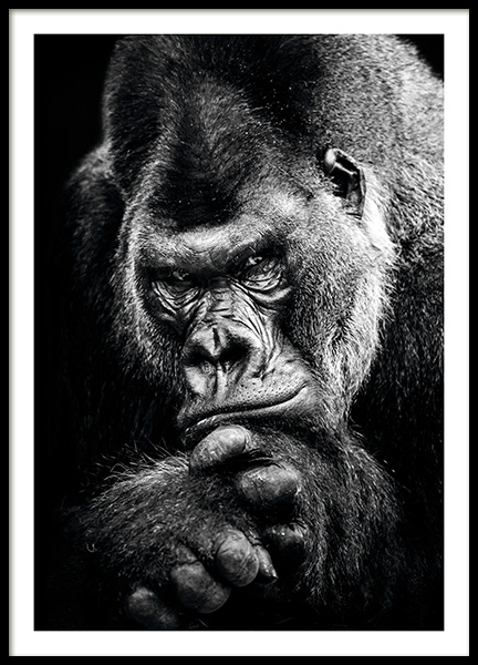 Gorilla Poster no grupo Posters  / Animais em Desenio AB (11255)