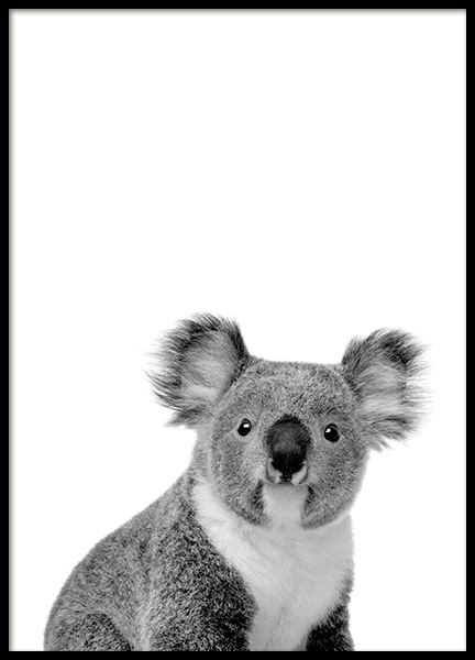 Koala Poster no grupo Posters  / Animais em Desenio AB (11256)