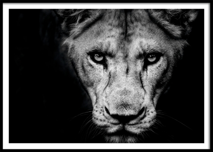 Lioness Close Up Poster no grupo Posters  / Animais em Desenio AB (11259)
