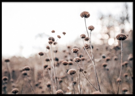 Monochrome Flowers Poster no grupo Posters  / Botânico em Desenio AB (11523)