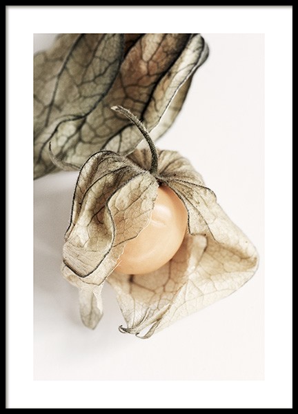 Physalis Poster no grupo Posters  / Pinturas de cozinha em Desenio AB (12992)