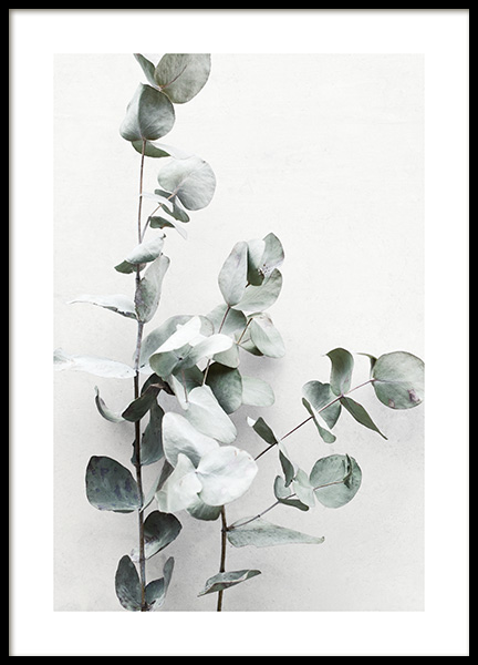 Eucalyptus Twigs No1 Poster no grupo Posters  / Arte fotográfica em Desenio AB (13010)