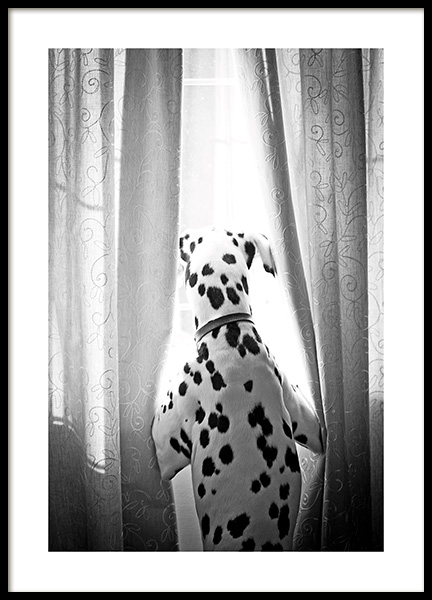 Dog in Window Poster no grupo Campanha em Desenio AB (13593)
