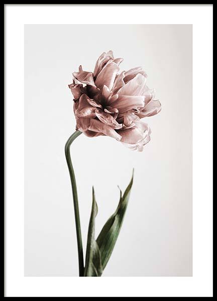 Pink Tulipe No1 Poster no grupo Posters  / Arte fotográfica em Desenio AB (2119)