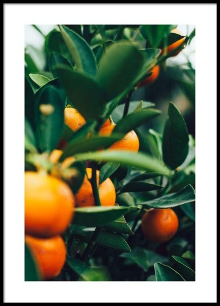Orange Tree One Poster no grupo Posters  / Arte fotográfica em Desenio AB (2469)