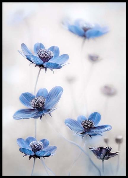 Cosmos Blue Poster no grupo Posters  / Bot�nico em Desenio AB (2536)