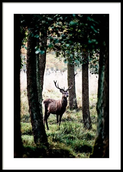 Stag In Forest Poster no grupo Posters  / Natureza em Desenio AB (2743)
