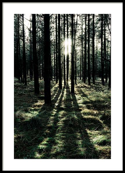 Sunlight In Forest Poster no grupo Posters  / Natureza em Desenio AB (2744)
