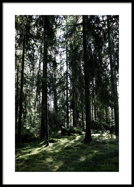 Forest Trees Poster no grupo Posters  / Natureza em Desenio AB (2745)