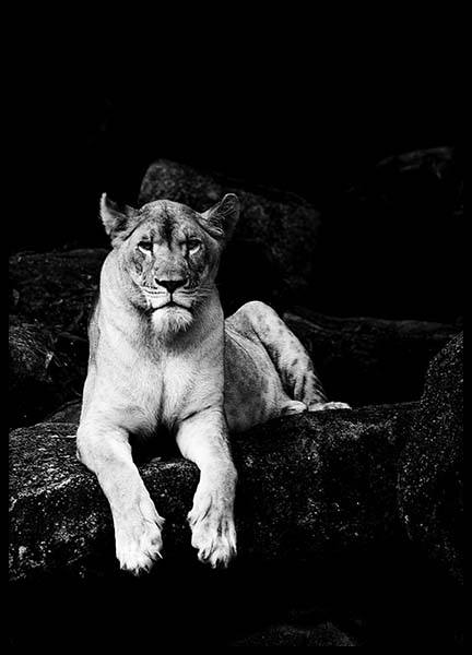 Lioness B&W Poster no grupo Posters  / Animais em Desenio AB (2908)
