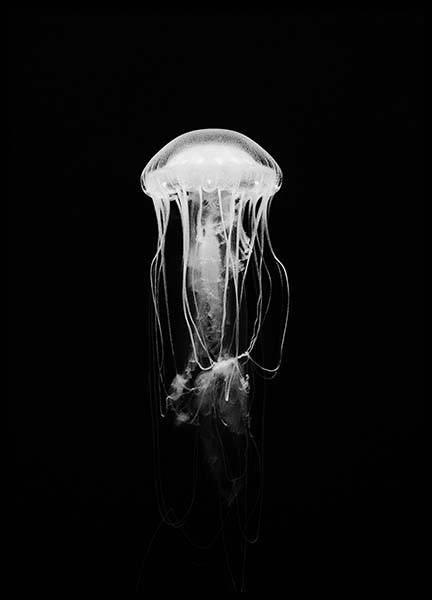 Jellyfish B&W Poster no grupo Posters  / Animais em Desenio AB (2917)