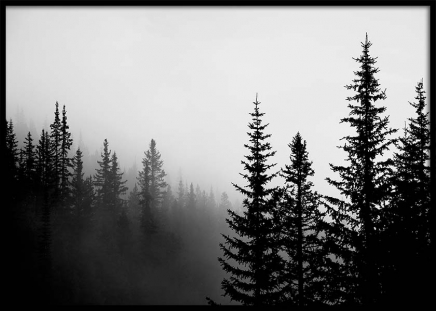 Foggy Tree Tops Poster no grupo Posters  / Preto e branco em Desenio AB (3303)
