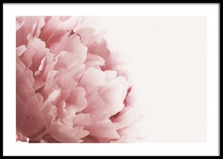 Pink Peony Close Up Poster no grupo Posters  / Bot�nico em Desenio AB (3530)