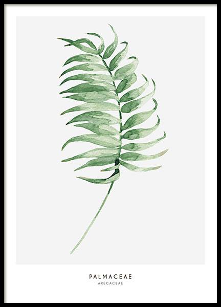 Palmaceae Poster no grupo Posters  / Bot�nico em Desenio AB (7895)