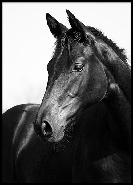 Black Stallion Poster no grupo Posters  / Animais em Desenio AB (8575)