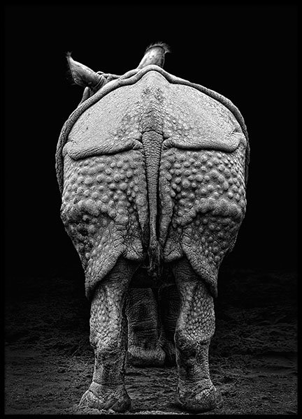 Rhino Buttocks Poster no grupo Posters  / Animais em Desenio AB (8685)