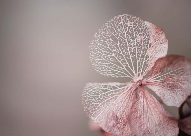 Hydrangea Skeleton Pink Poster
