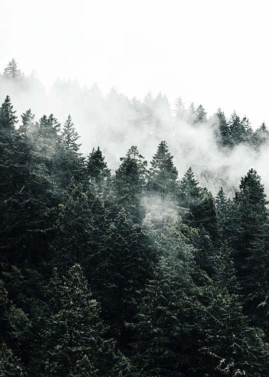 Pine Tree In The Fog Poster / Natureza em Desenio AB (10090)