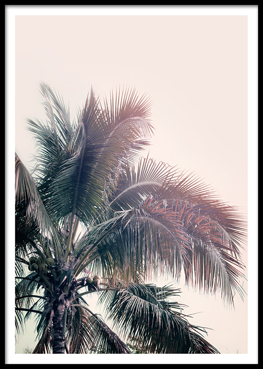 a palm tree dream