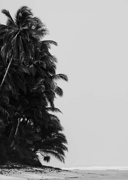 Palm Trees By Sea Poster / Preto e branco em Desenio AB (10235)